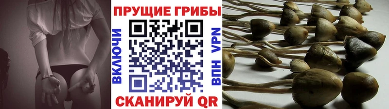 наркотики  Владимир  Галлюциногенные грибы MAGIC MUSHROOMS 
